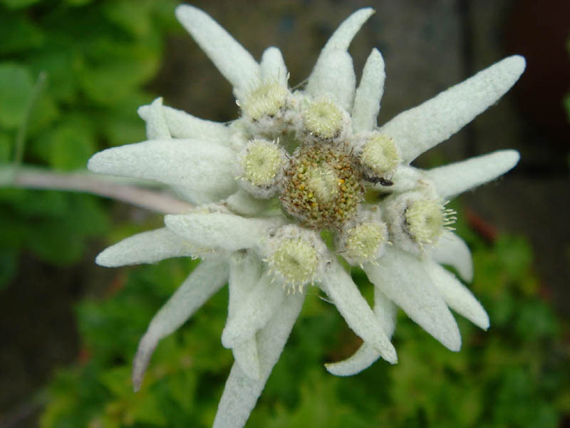Leontopodium alpinum en fleurs sur des éboulis calcaires dans les Alpes